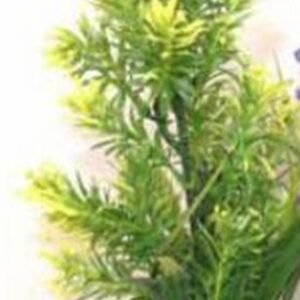 Sydeco Planta AP Medium 22cm 349701