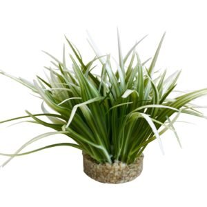 Sydeco Planta Oasis 20 cm 349665