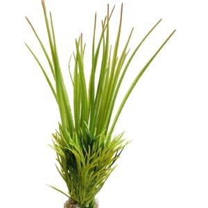 Sydeco Planta Oasis Baby 18 cm 380061