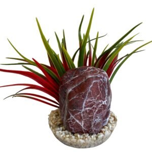 Sydeco Planta Zebra Stone Grass 14 cm 380493