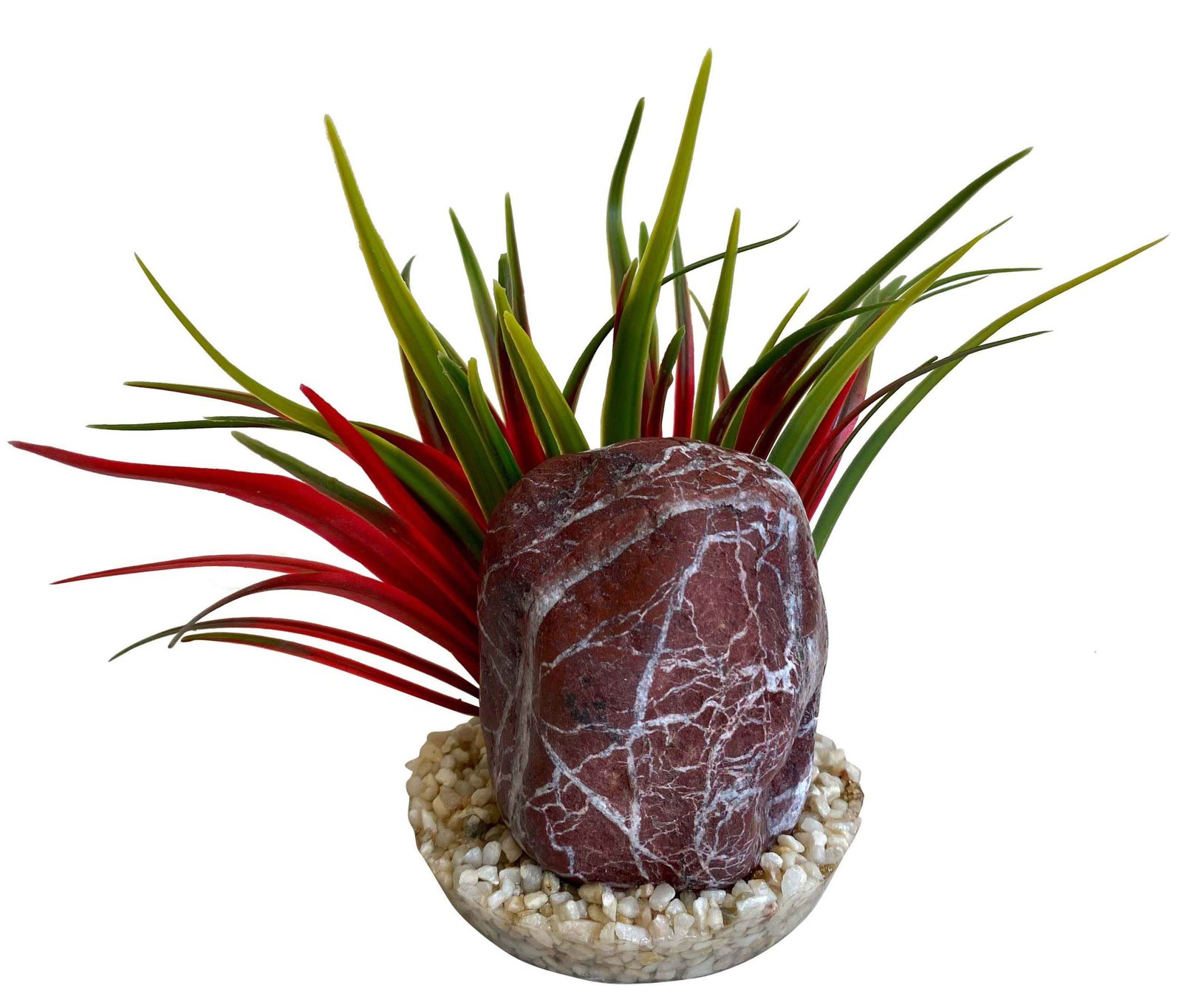 Sydeco Planta Zebra Stone Grass 14 cm 380493