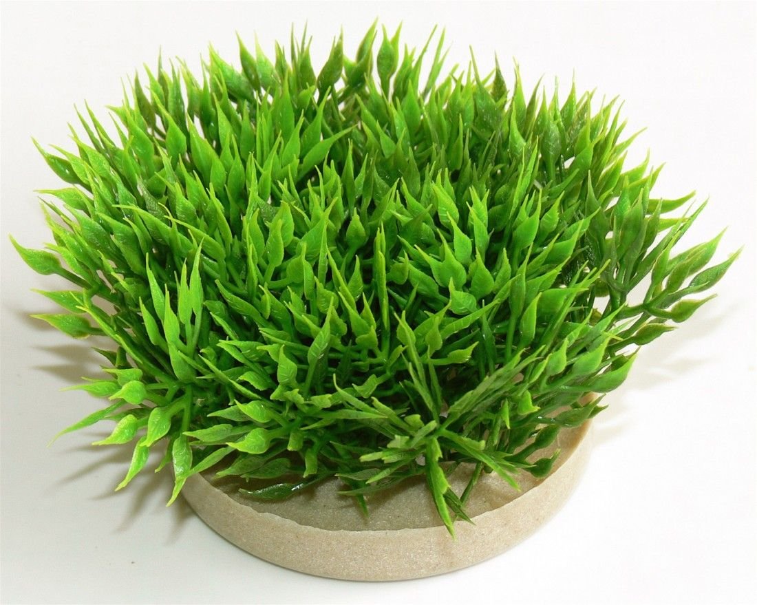Sydeco Plante Green Moss 07cm 349720