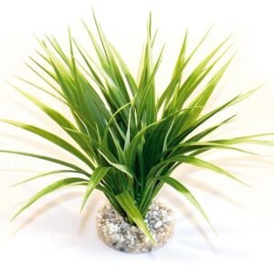 Sydeco Plante Oasis 20cm 349665