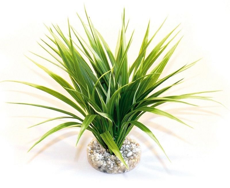Sydeco Plante Oasis 20cm 349665