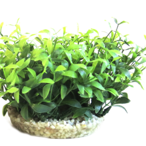 Sydeco Planta Water Bowl Maxi 10 cm 350135
