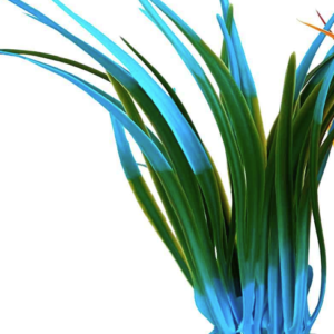 Sydeco Planta Papyrus Medium 15 cm 350145