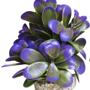 Sydeco Planta Peeble Plant 14 cm 380165